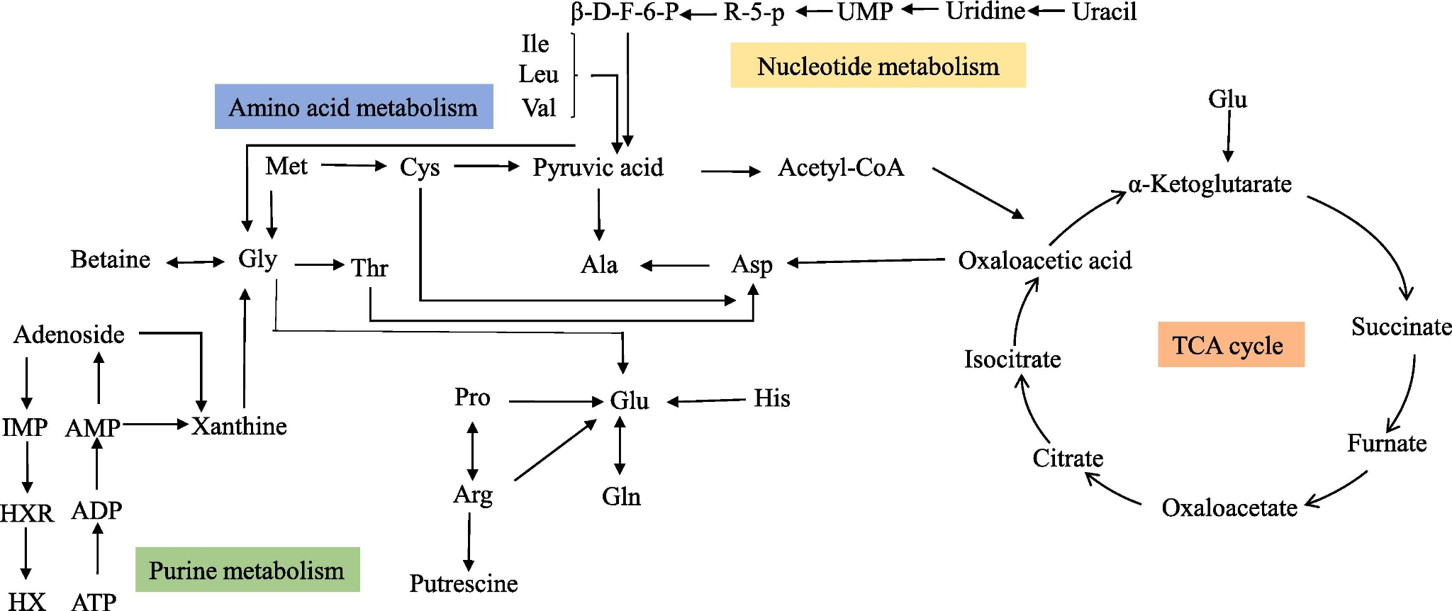 Graphical summary for The dynamic change of flavor characteristics in Pacific oyster (Crassostrea gigas) during depuration uncovered by mass spectrometry-based metabolomics combined with gas chromatography