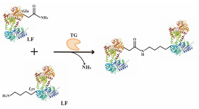 Graphical summary for Lactoferrin particles assembled via transglutaminase-induced crosslinking: Utilization in oleogel-based Pickering emulsions with improved curcumin bioaccessibility