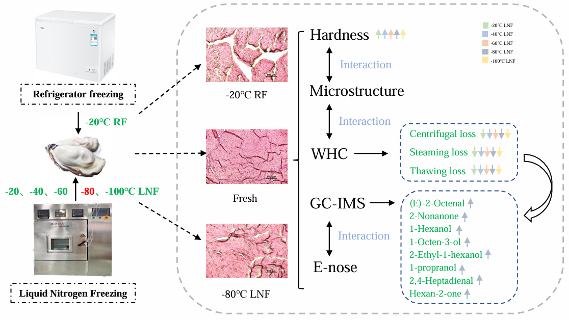 Graphical summary for Effects of liquid nitrogen freezing at different temperatures on the quality and flavor of Pacific oyster (Crassostrea gigas)