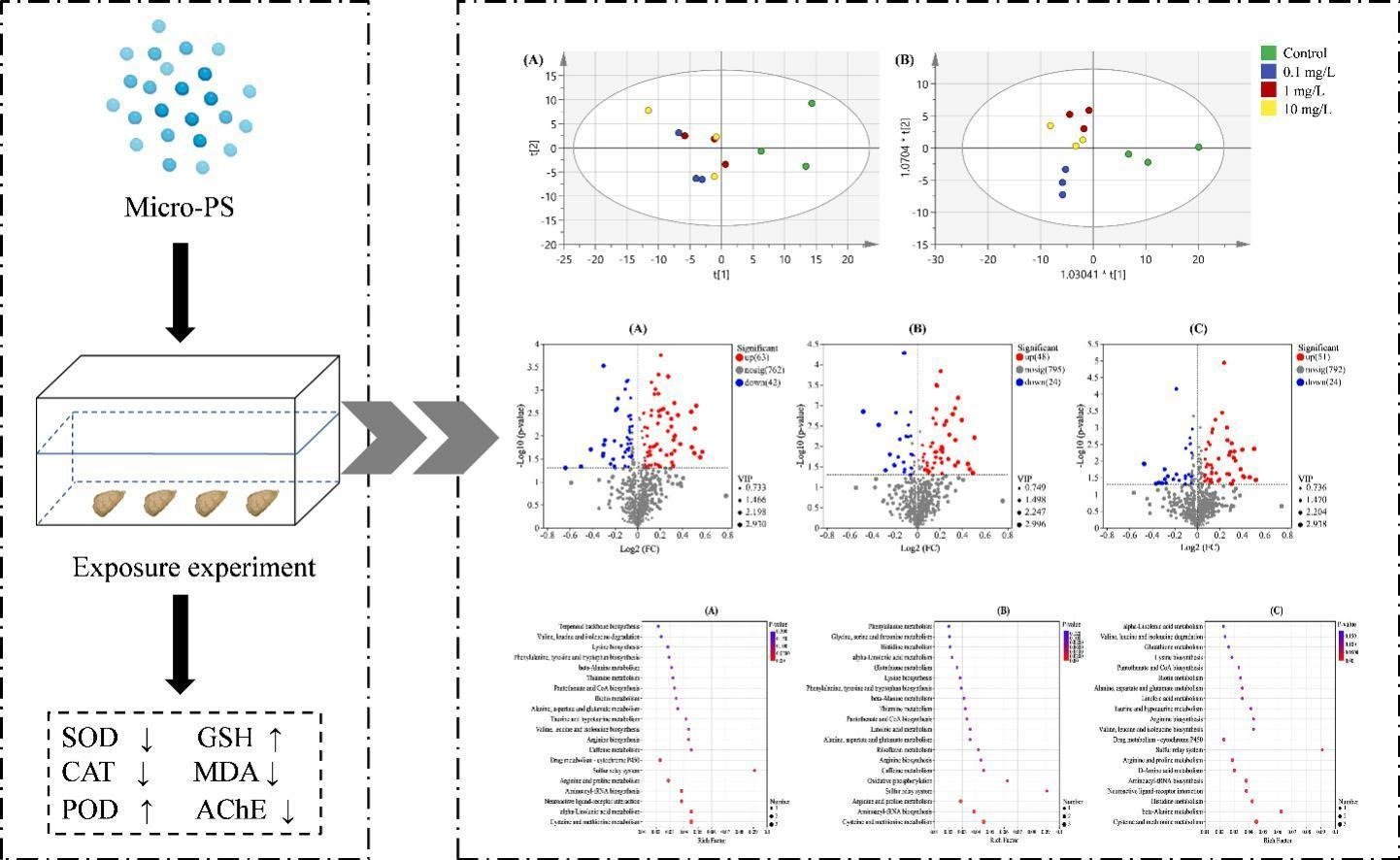 Graphical summary for Metabolic profiles and protein expression responses of Pacific oyster (Crassostrea gigas) to polystyrene microplastic stress