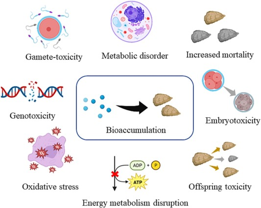Graphical summary for An overview of microplastics in oysters: Analysis, hazards, and depuration